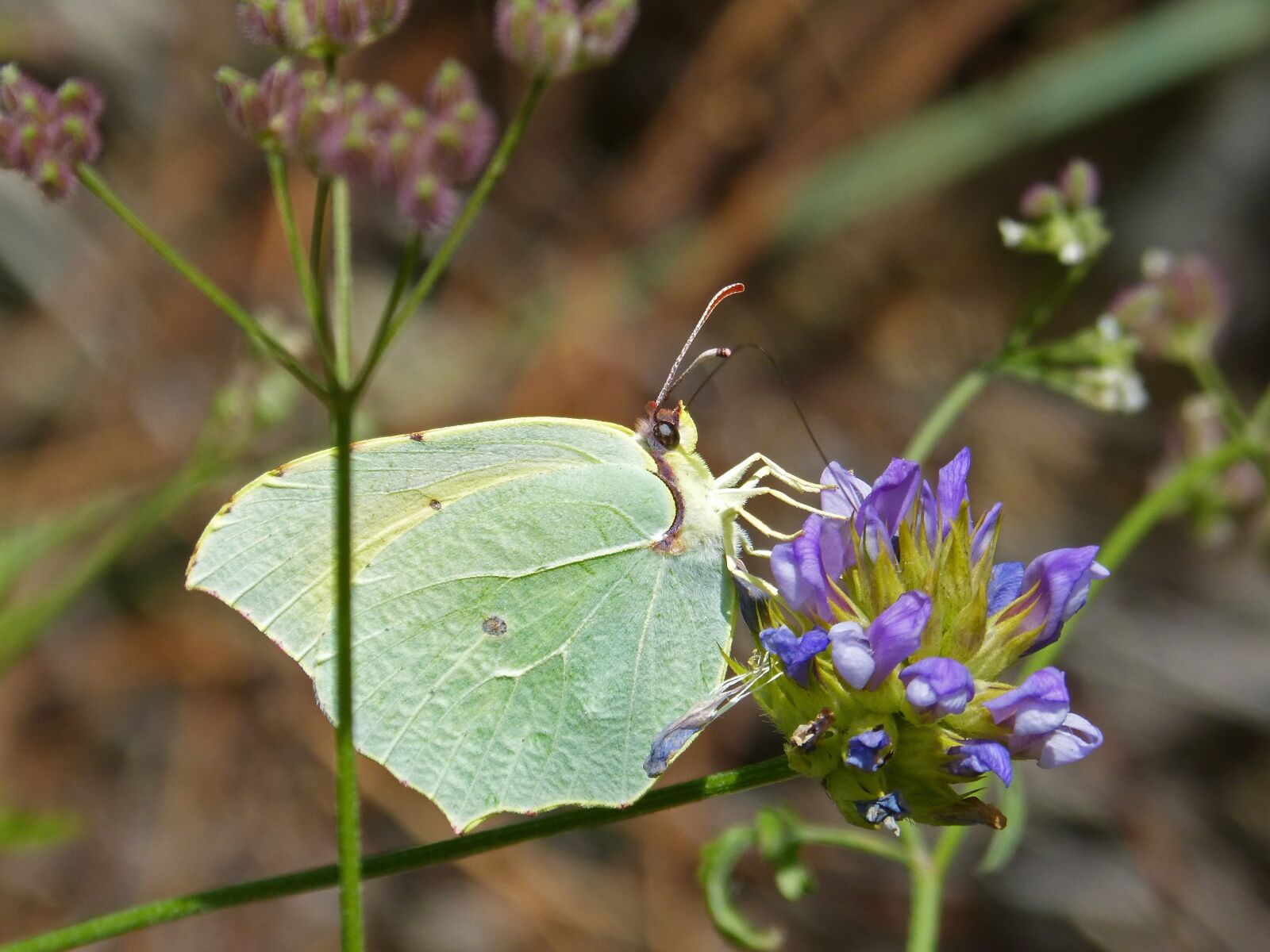Panasonic DMC-FZ62 sample photo. Butterfly, colias croceus, safranera photography