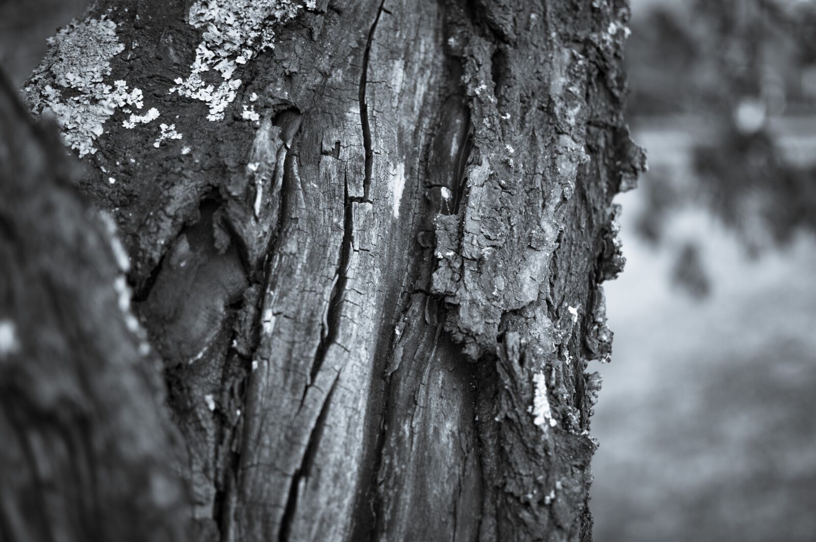 Nikon D3200 sample photo. Trunk, nature, cherry photography