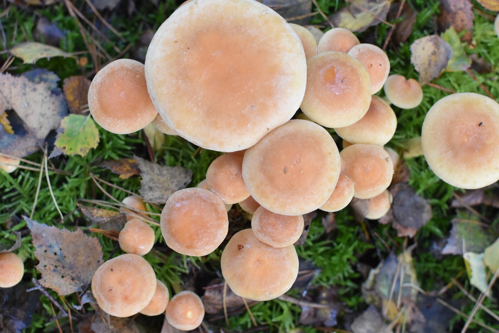 Nikon D7200 sample photo. Mushroom, agaric, nature photography