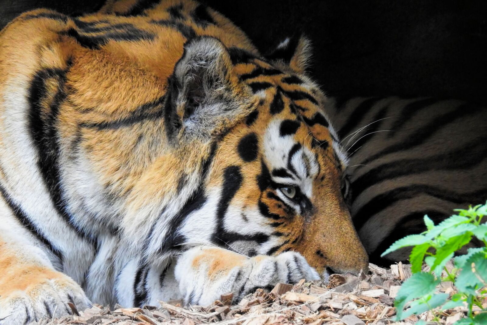 Nikon Coolpix P900 sample photo. Tiger, siberian-tiger, big cat photography