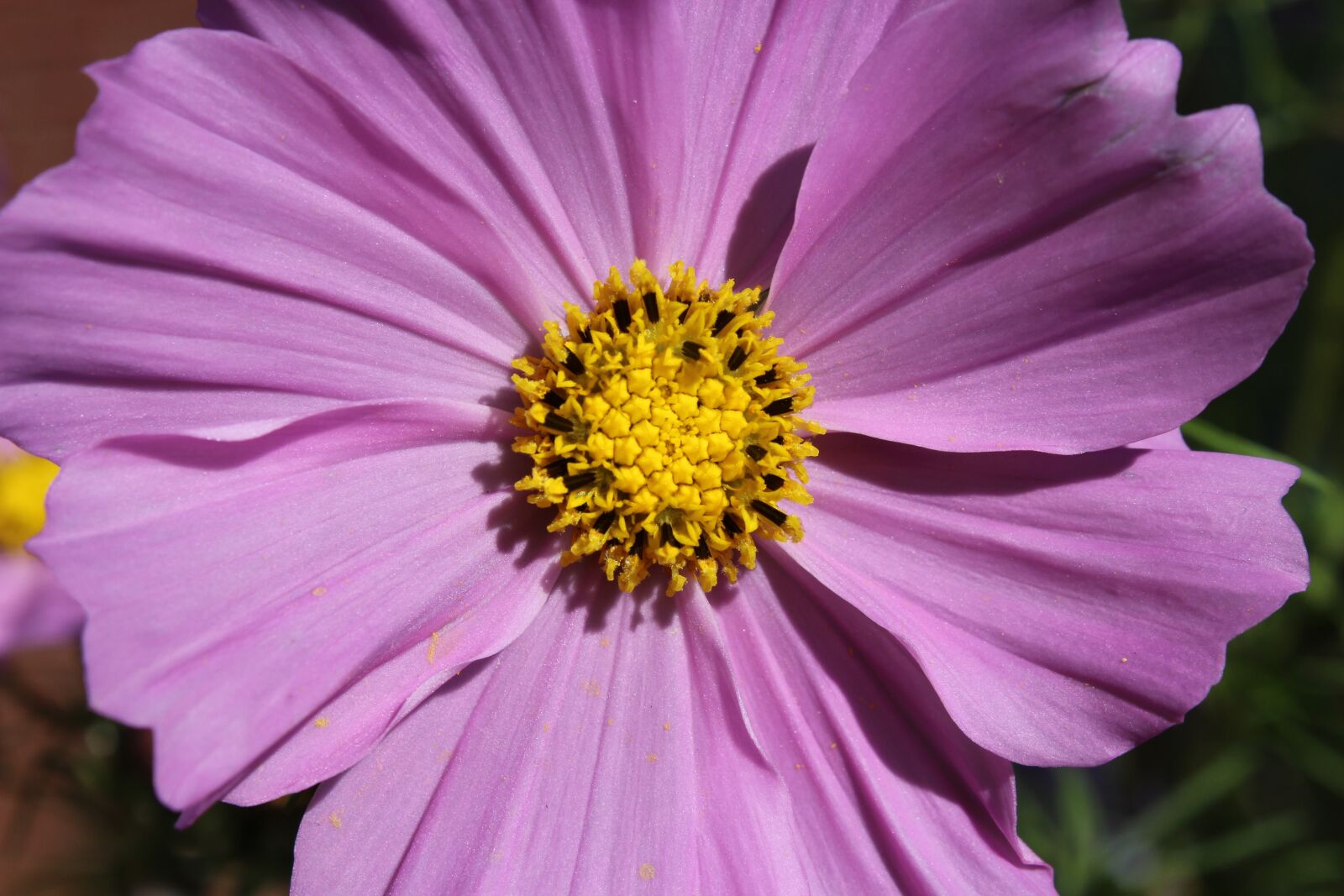 Canon EOS 1300D (EOS Rebel T6 / EOS Kiss X80) sample photo. Cosmea, flower, plant photography