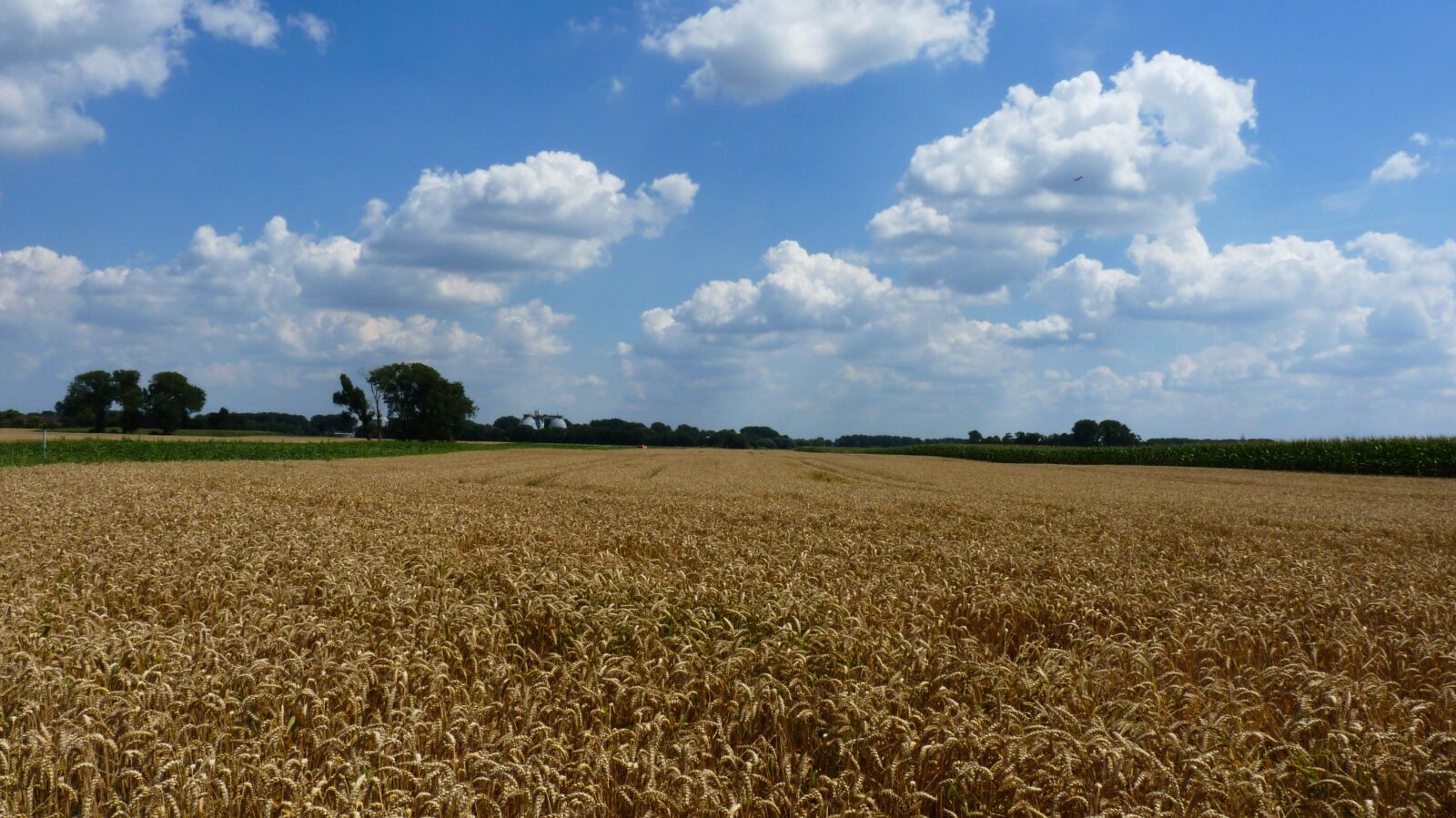 Panasonic Lumix DMC-FZ35 (Lumix DMC-FZ38) sample photo. Landscape, field, agriculture photography