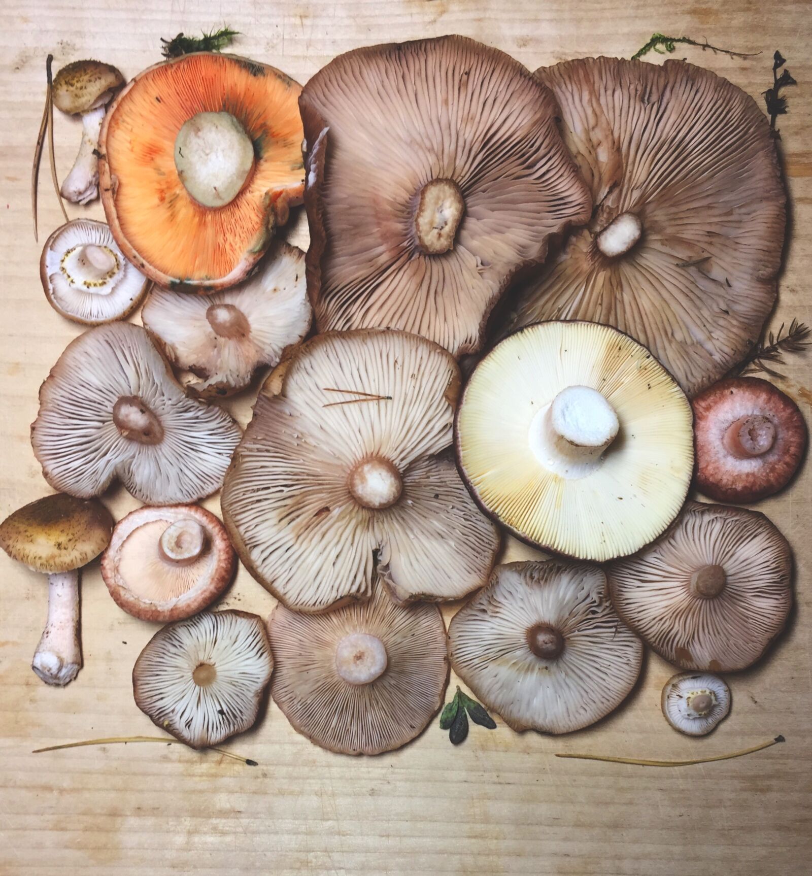 Apple iPhone 6 sample photo. Mushrooms, forest, collector photography