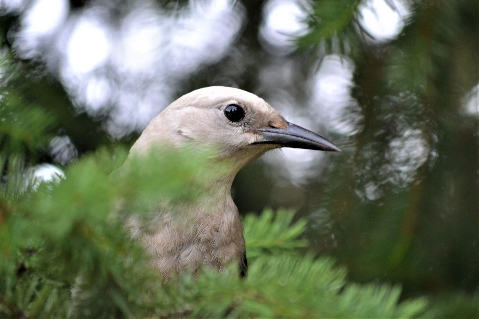 Nikon D3100 sample photo. Bird, whiskey jack, jay photography