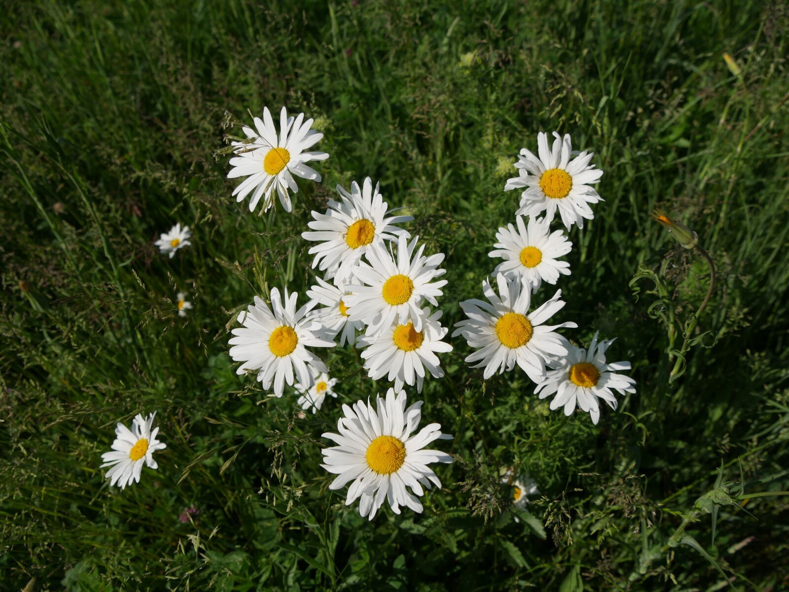 Panasonic Lumix DMC-G7 sample photo. Margriet, plant, grass photography
