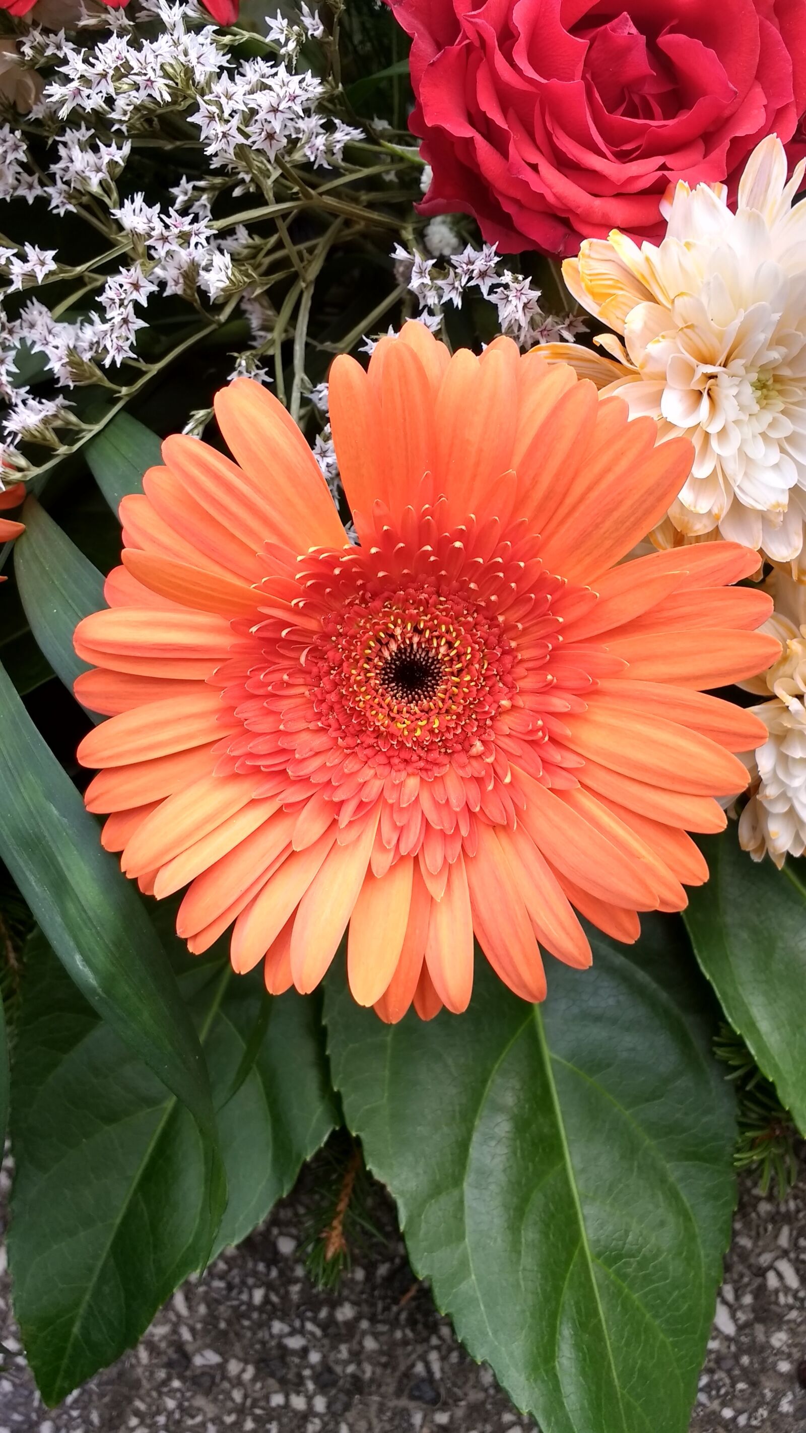 Motorola Moto G (4) sample photo. Flower, nature, old photography