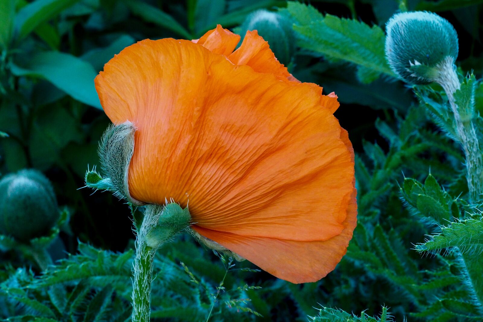 Olympus M.Zuiko Digital ED 60mm F2.8 Macro sample photo. Poppy, blossom, bloom photography