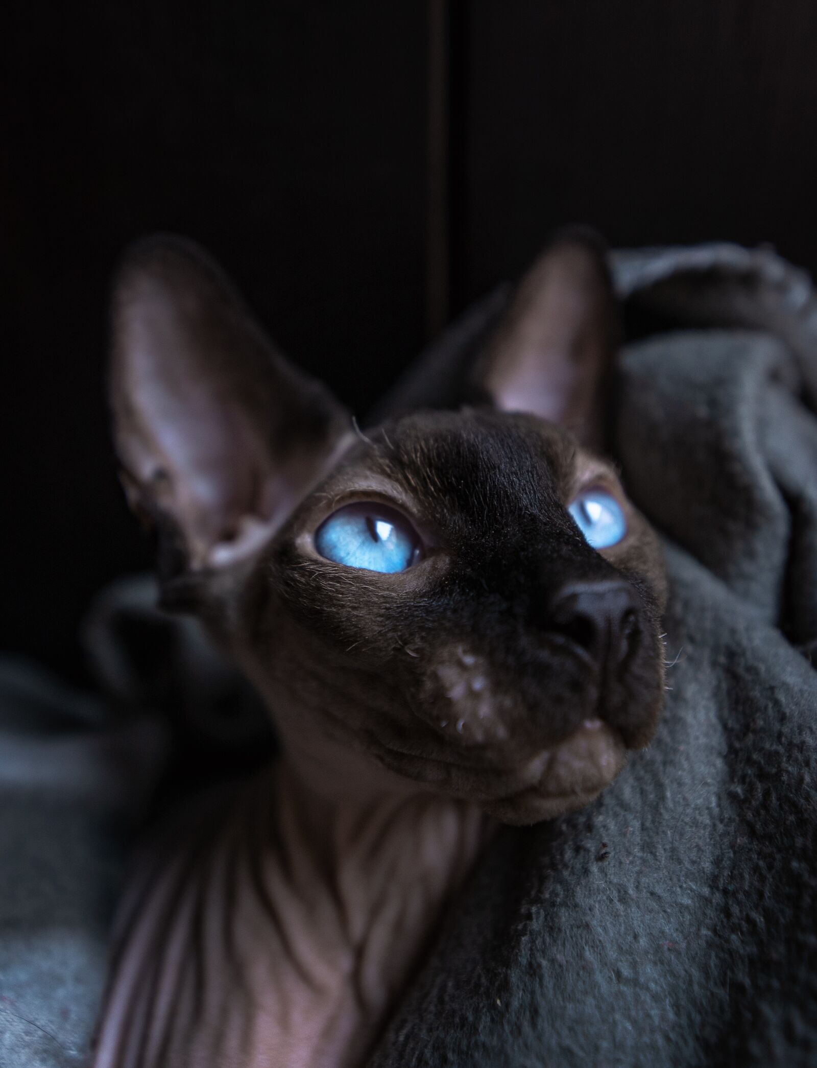 Nikon D750 sample photo. Cat, sphinx, bald photography