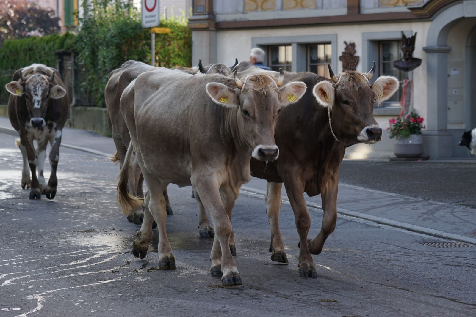 Sony 70-400mm F4-5.6 G SSM sample photo. Cattle show, appenzell, village photography