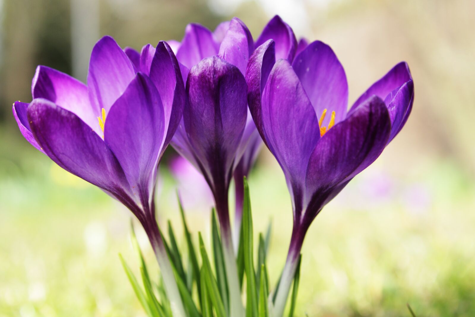 Canon EOS 2000D (EOS Rebel T7 / EOS Kiss X90 / EOS 1500D) sample photo. Crocus, purple, flower photography