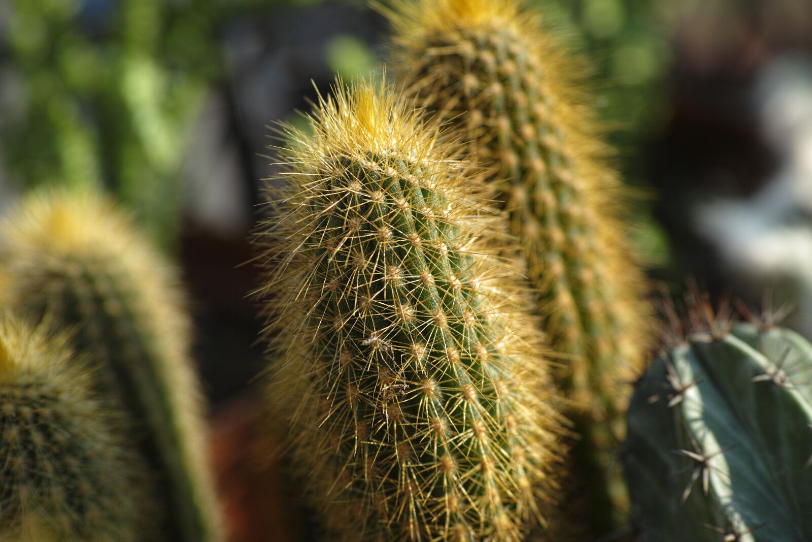 Sigma DP3 Merrill sample photo. Cactus, plant, green photography