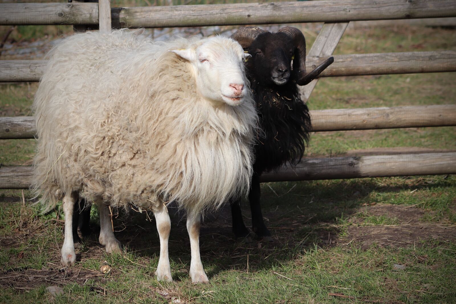 Canon EOS 800D (EOS Rebel T7i / EOS Kiss X9i) sample photo. Sheep, pet, livestock photography