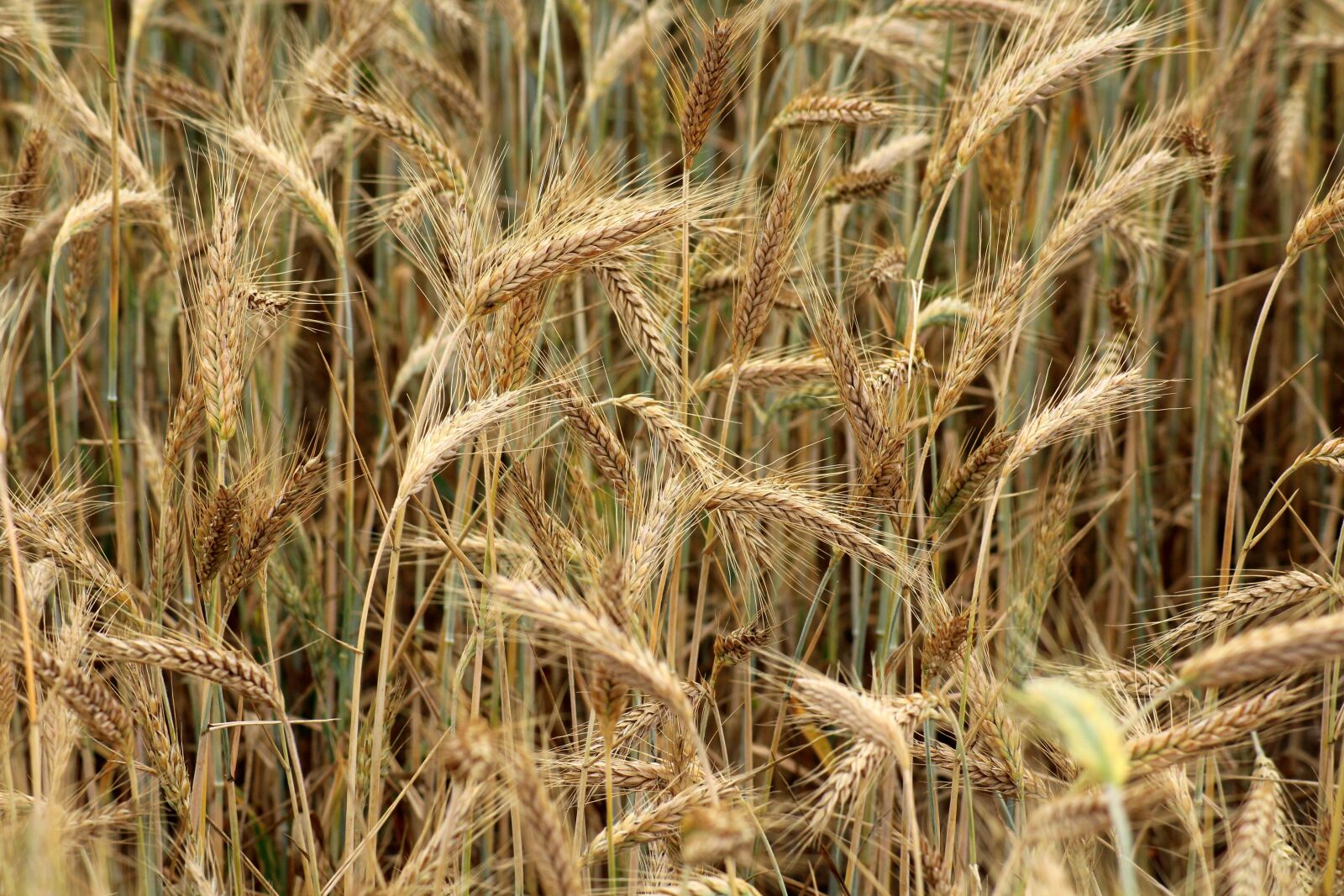 Canon EOS 1200D (EOS Rebel T5 / EOS Kiss X70 / EOS Hi) sample photo. Barley, corn, the cultivation photography