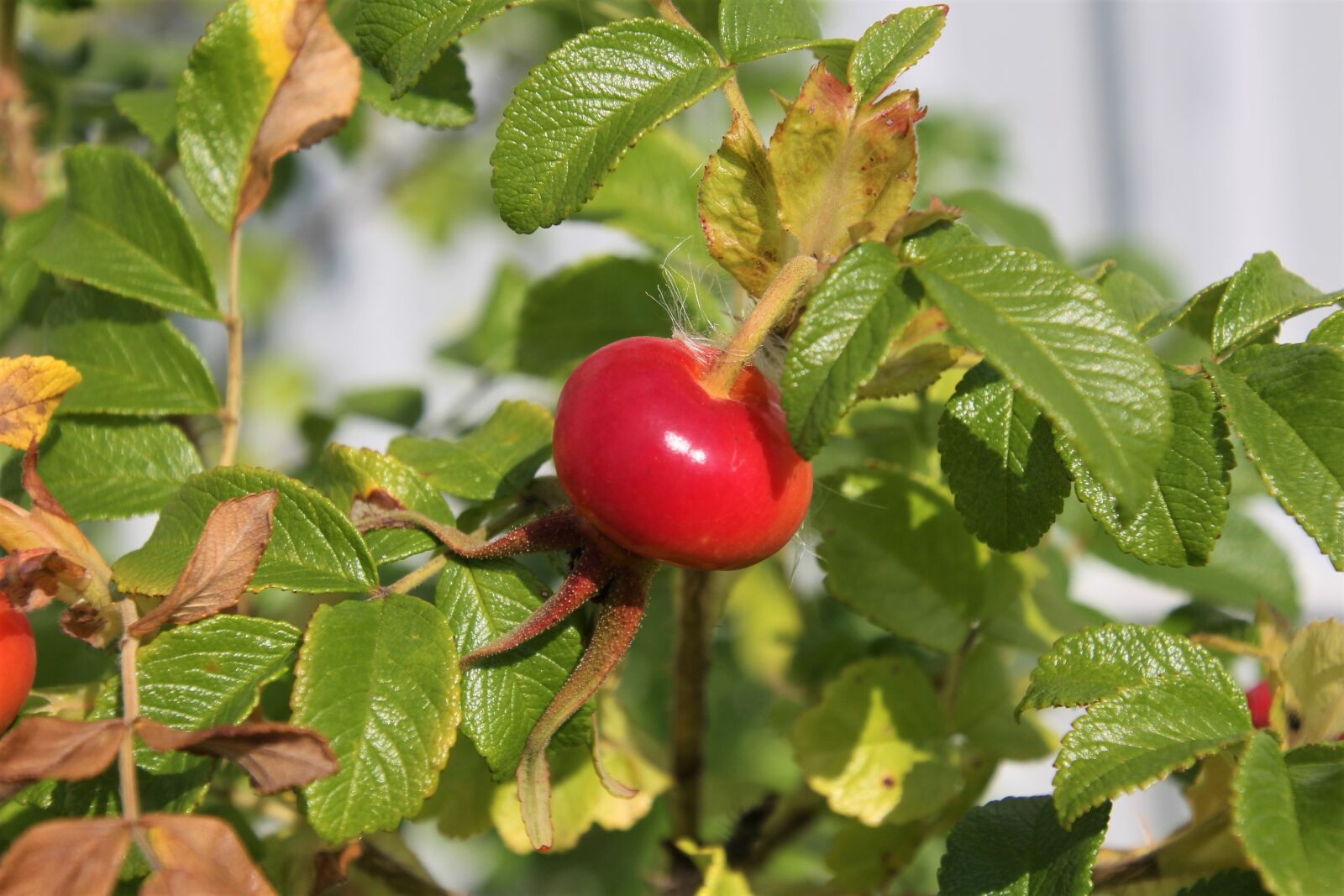 Canon EOS 60D sample photo. Rose hip, berry, nature photography