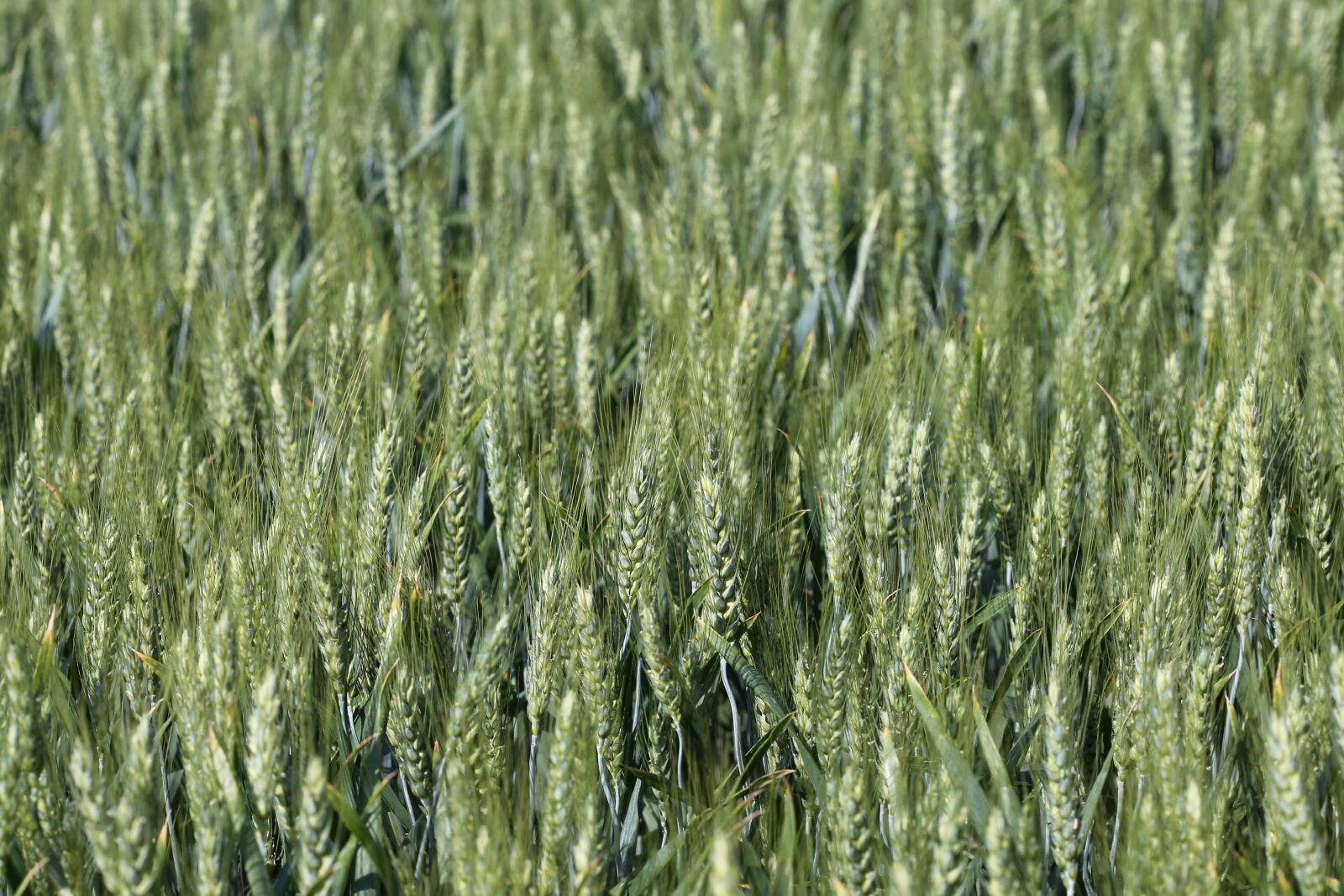 Canon EOS 6D + Canon EF 100mm F2.8 Macro USM sample photo. Agriculture, green wheat, plant photography