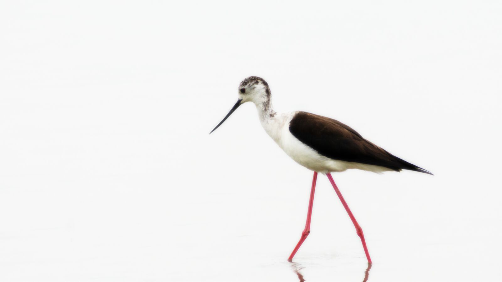 Nikon D7200 sample photo. High key, bird, landscape photography