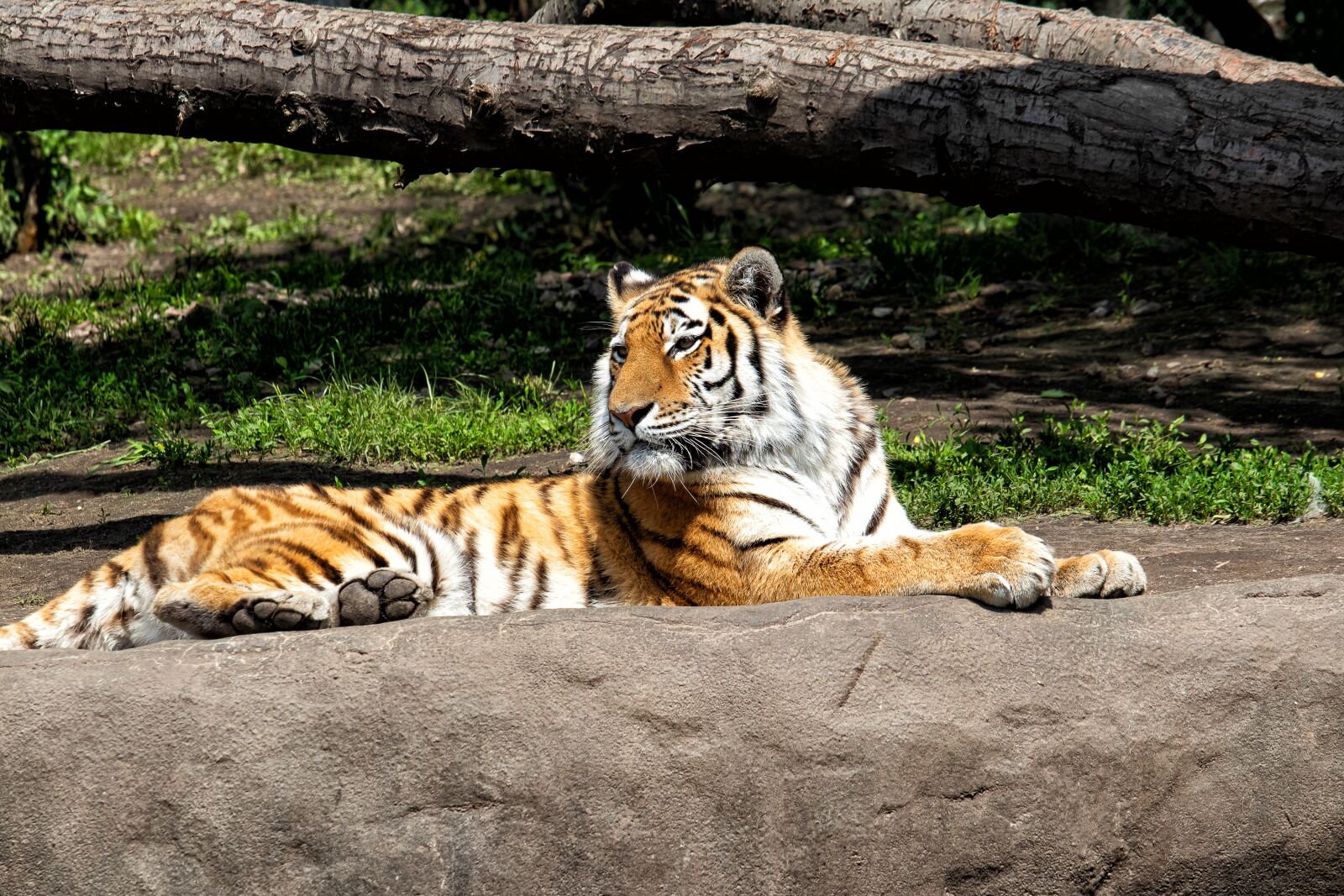 Canon EF-S 55-250mm F4-5.6 IS STM sample photo. Tiger, mammal, animal photography