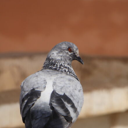 Panasonic Lumix DMC-ZS40 (Lumix DMC-TZ60) sample photos - ExploreCams