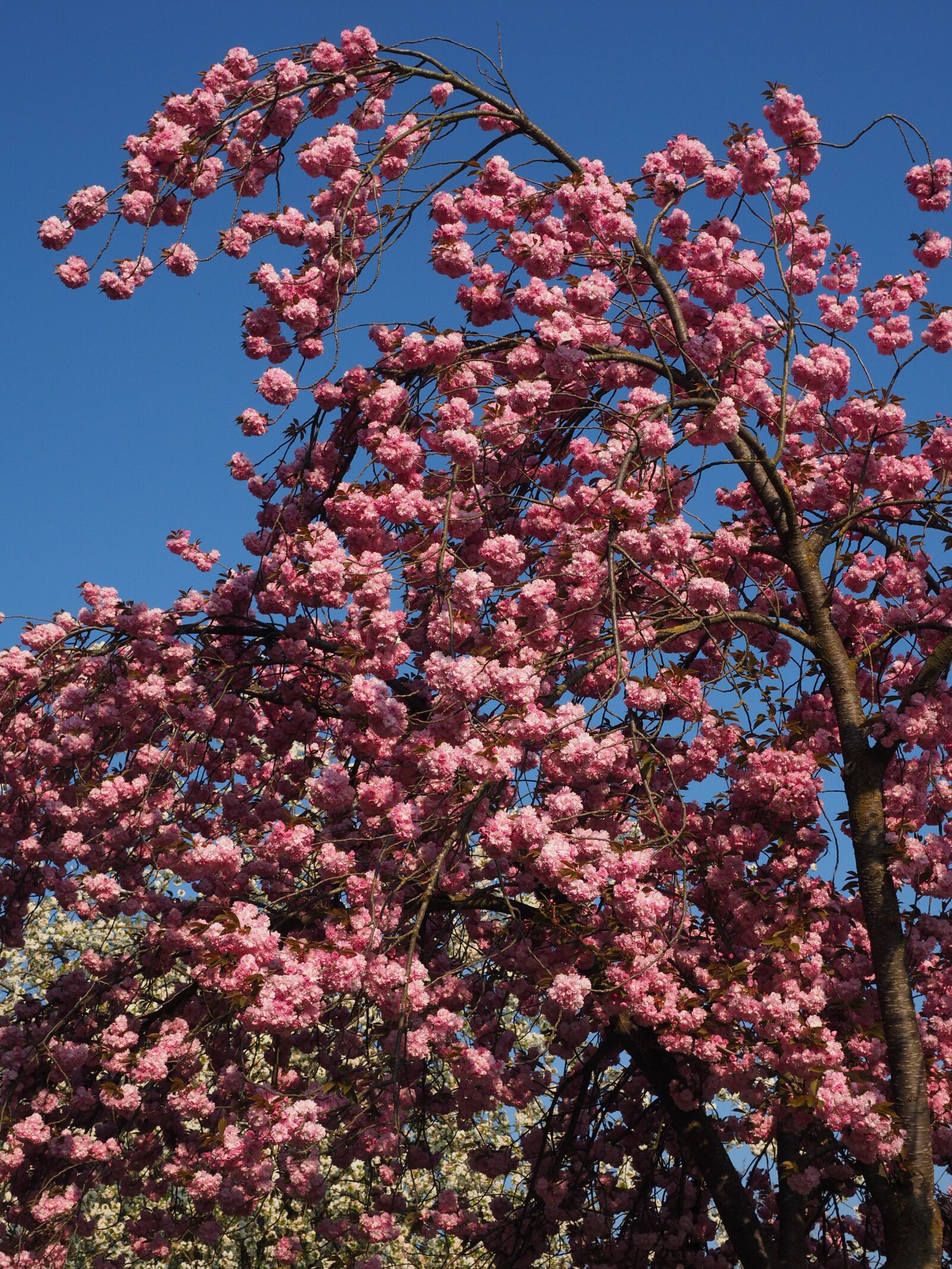 Olympus OM-D E-M1 + Olympus M.Zuiko Digital ED 12-40mm F2.8 Pro sample photo. Cherry blossom, japanese cherry photography