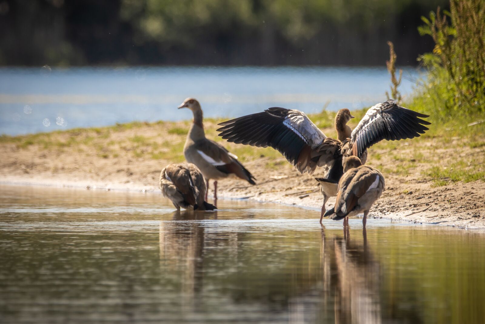 Canon EOS 90D sample photo. Nilgans, geese, wing photography
