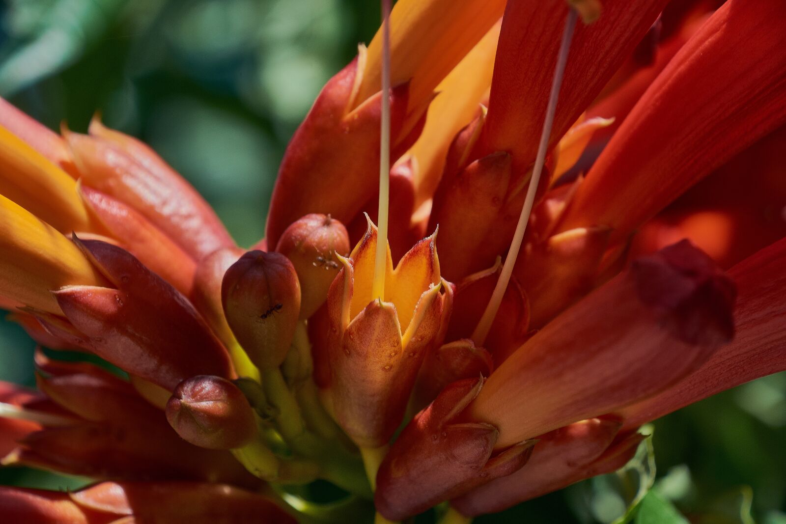 Nikon D7200 sample photo. Grandiflora, garden, petals photography