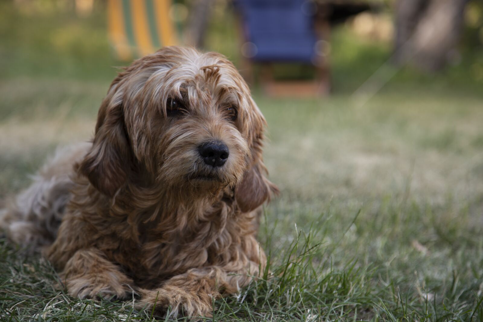 Canon EOS 6D + Canon EF 24-105mm F4L IS USM sample photo. Dog, pets, animals photography