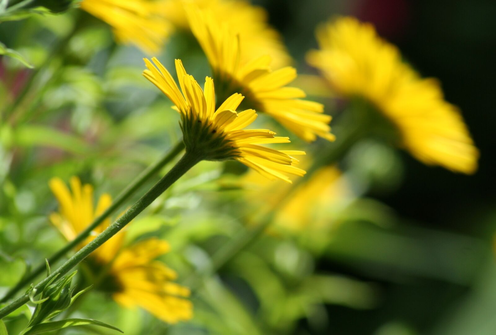 Canon EOS 350D (EOS Digital Rebel XT / EOS Kiss Digital N) sample photo. Flower, bloom, yellow photography