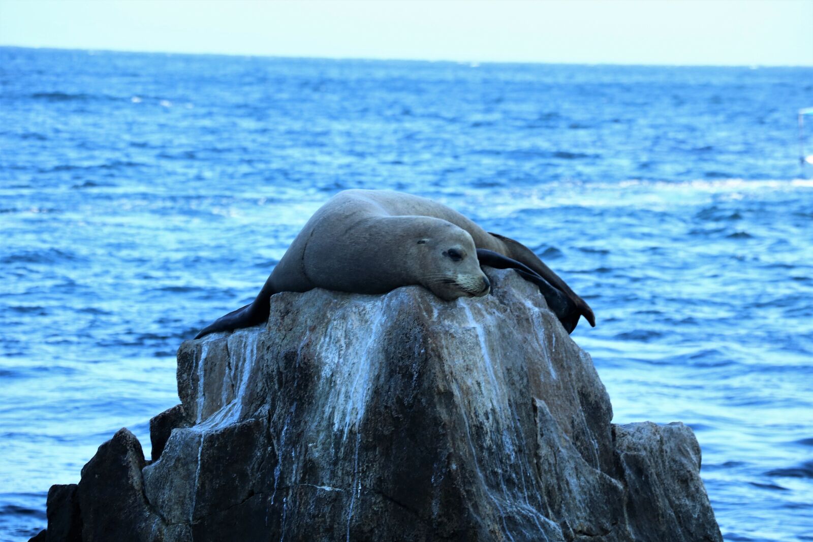 Canon EOS 750D (EOS Rebel T6i / EOS Kiss X8i) sample photo. Seal, ocean, nature photography