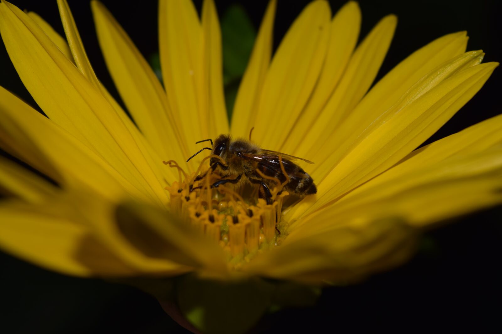 Nikon D3300 sample photo. Sunflower, bee, yellow photography