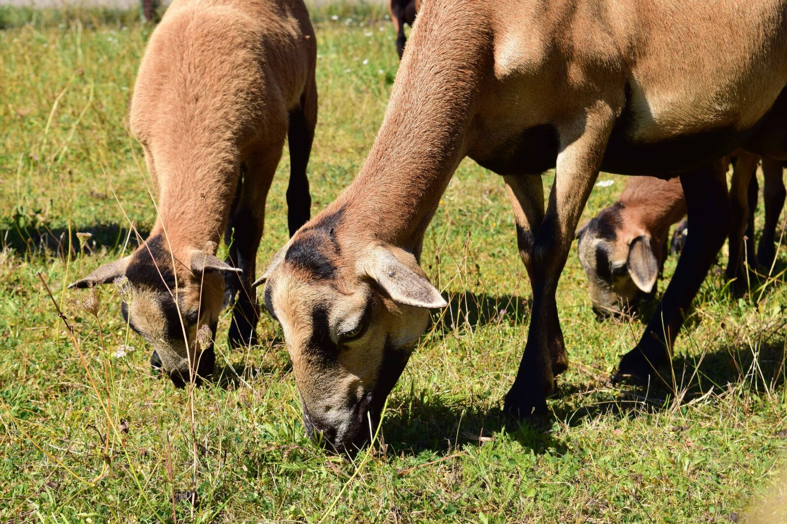 Nikon D3300 sample photo. Grass, animal, livestock, lamb photography