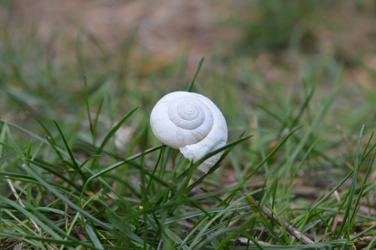 Nikon D3200 sample photo. Nature, grass, plant photography