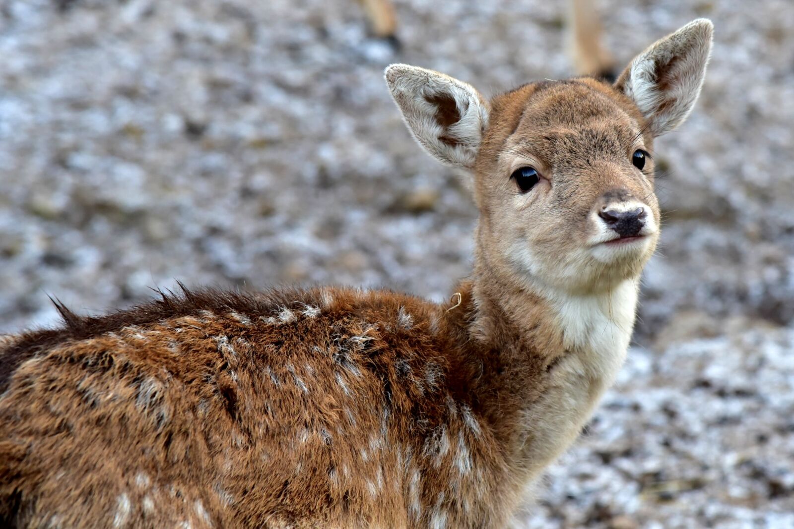 Nikon D750 sample photo. Deer, puppy, fawn photography