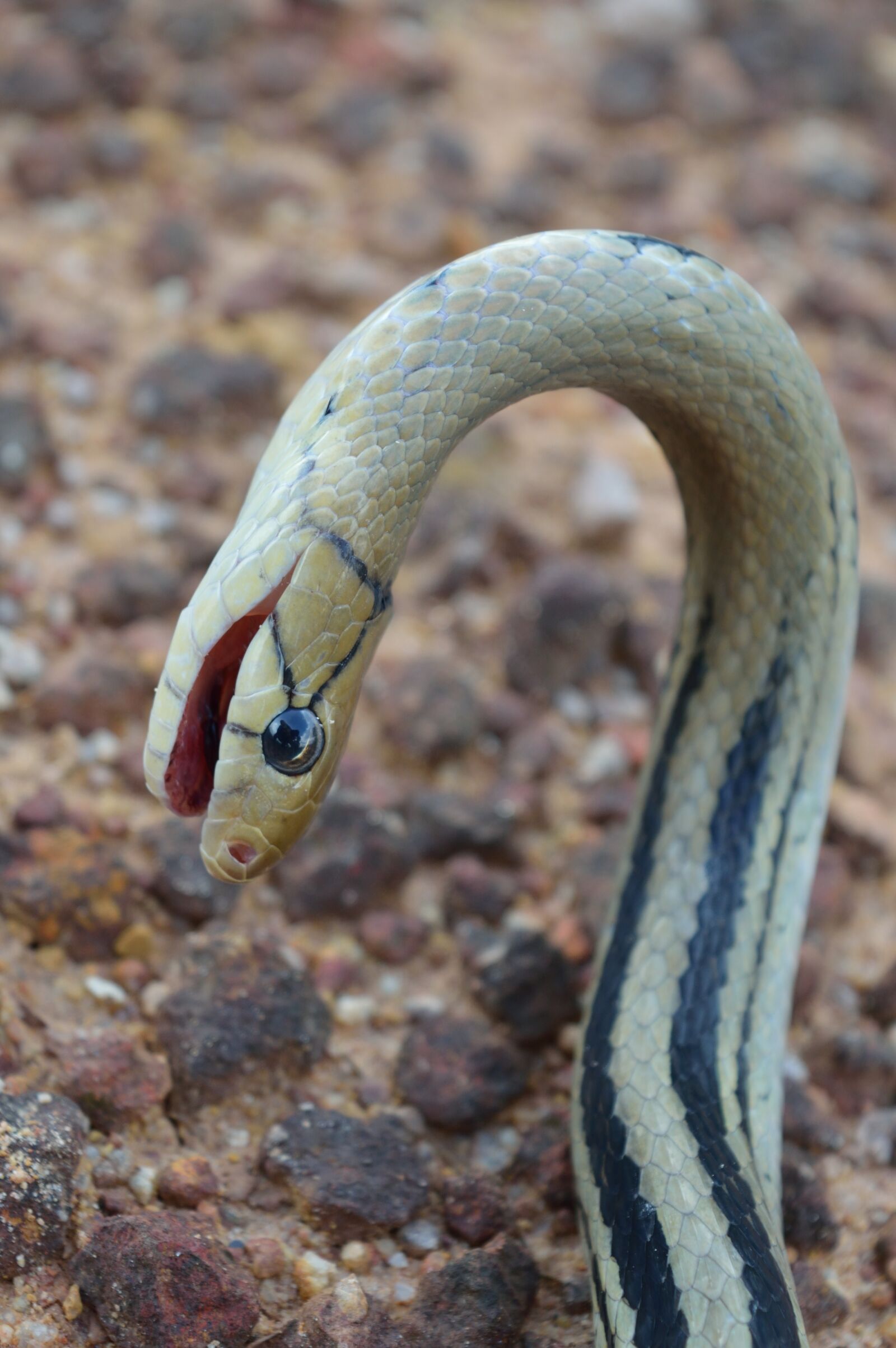 Nikon D3200 sample photo. Snake, reptile, brown photography