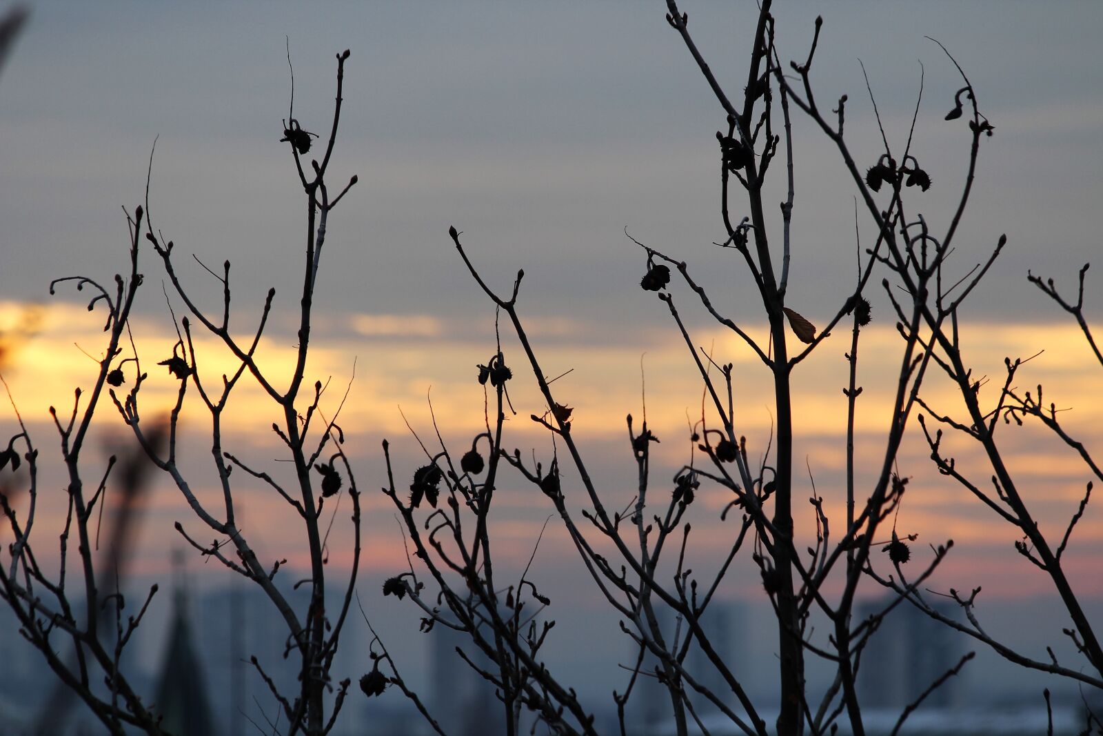 Canon EOS 600D (Rebel EOS T3i / EOS Kiss X5) + Canon EF 70-300mm F4-5.6 IS USM sample photo. Sunset, horizon, branches photography