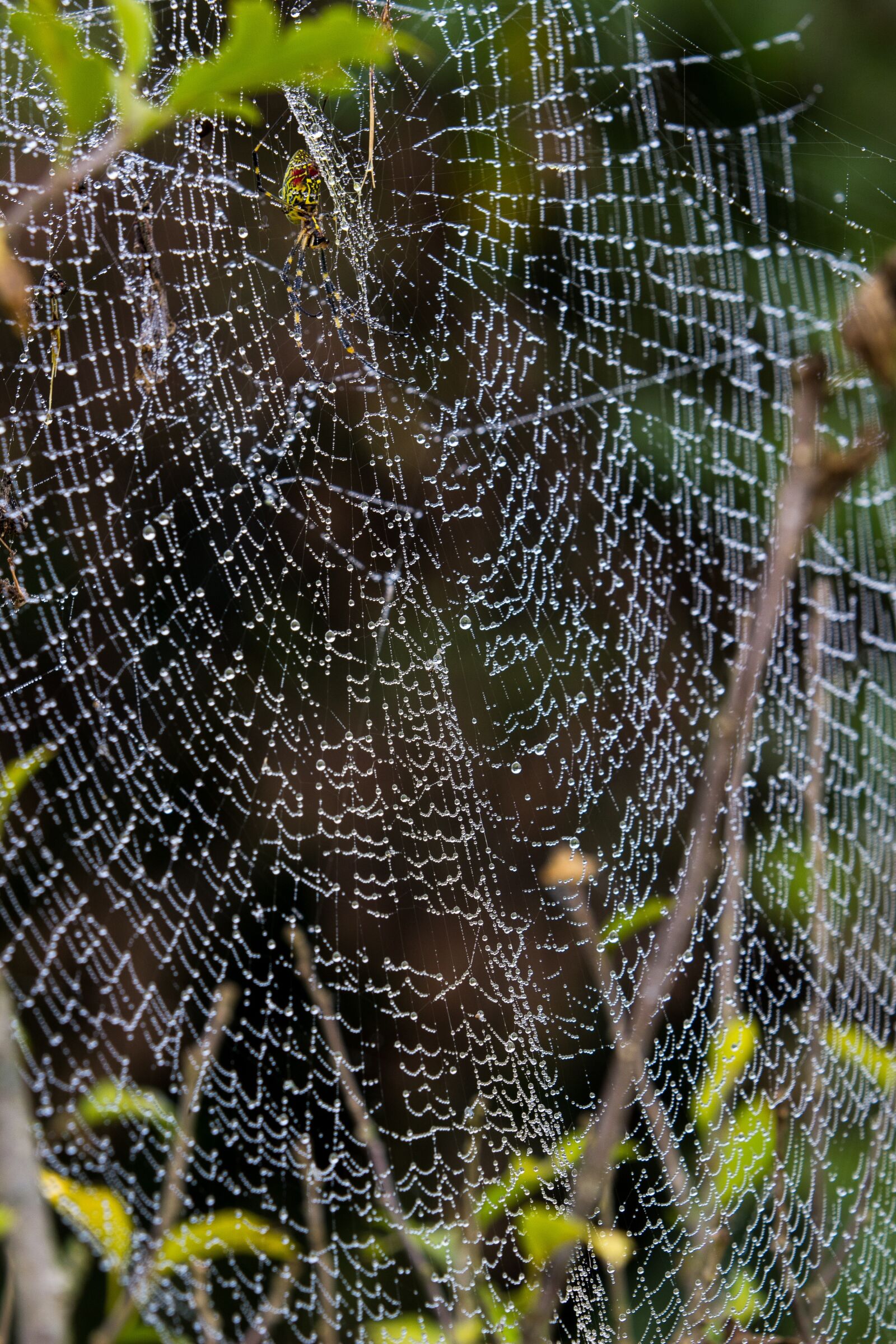 Canon EOS 600D (Rebel EOS T3i / EOS Kiss X5) + Canon EF 70-200mm F2.8L USM sample photo. Spider web, spider, dew photography