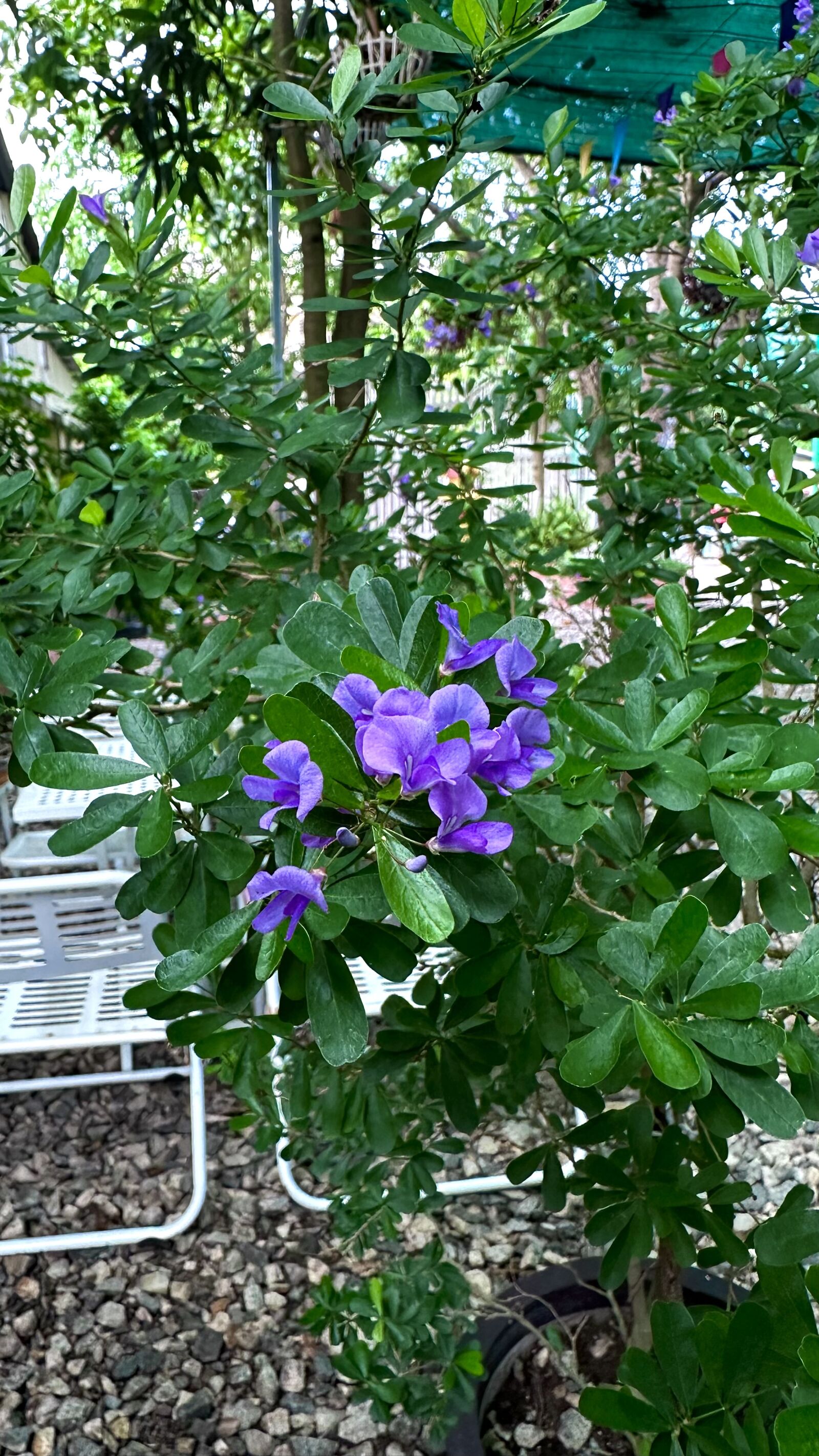 Apple iPhone 14 Pro Max sample photo. Texas mountain laurel photography