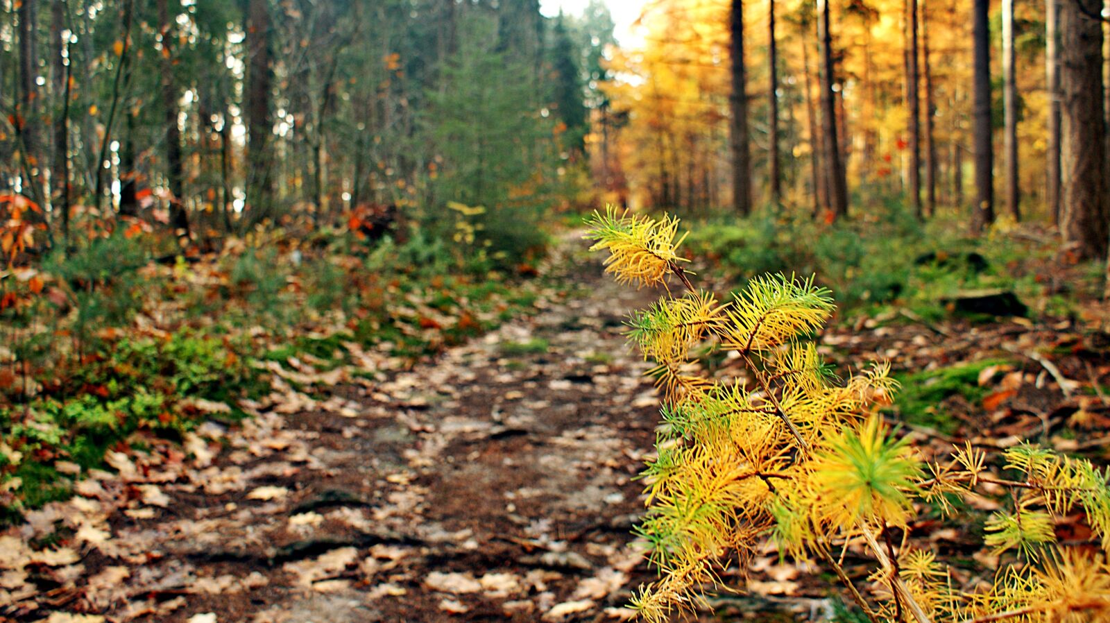 Sony Alpha DSLR-A350 sample photo. Sunrise, coniferous, dead photography