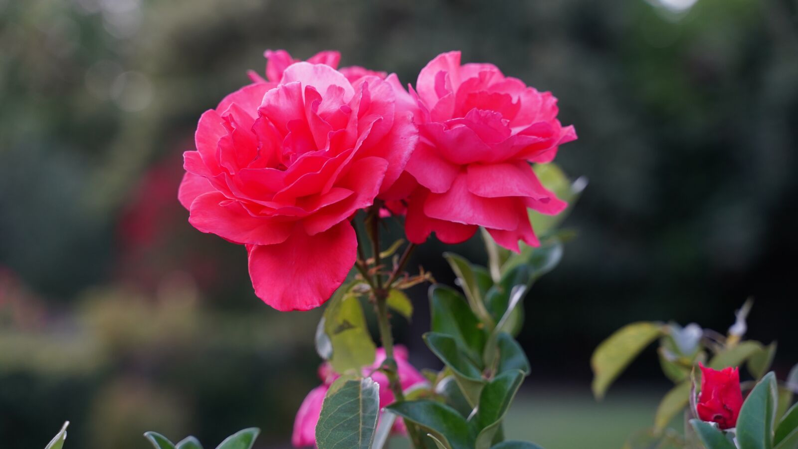 Sony a7 III + Tamron 28-75mm F2.8 Di III RXD sample photo. Roses, flowers, garden photography