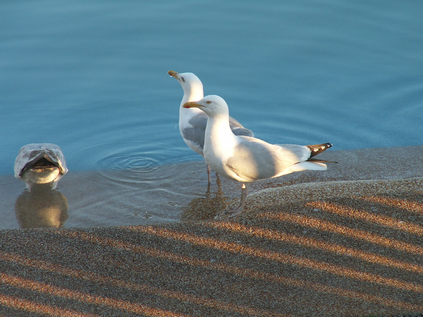 KONICA MINOLTA DiMAGE Z3 sample photo. Doves photography