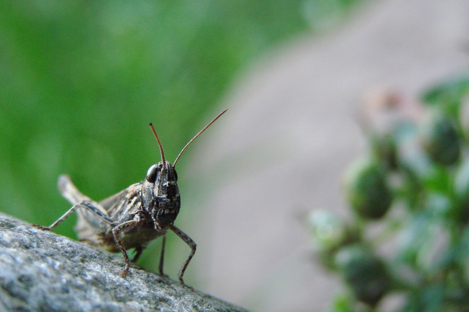 Sony DSC-H5 sample photo. Grasshopper, stone, on stone photography