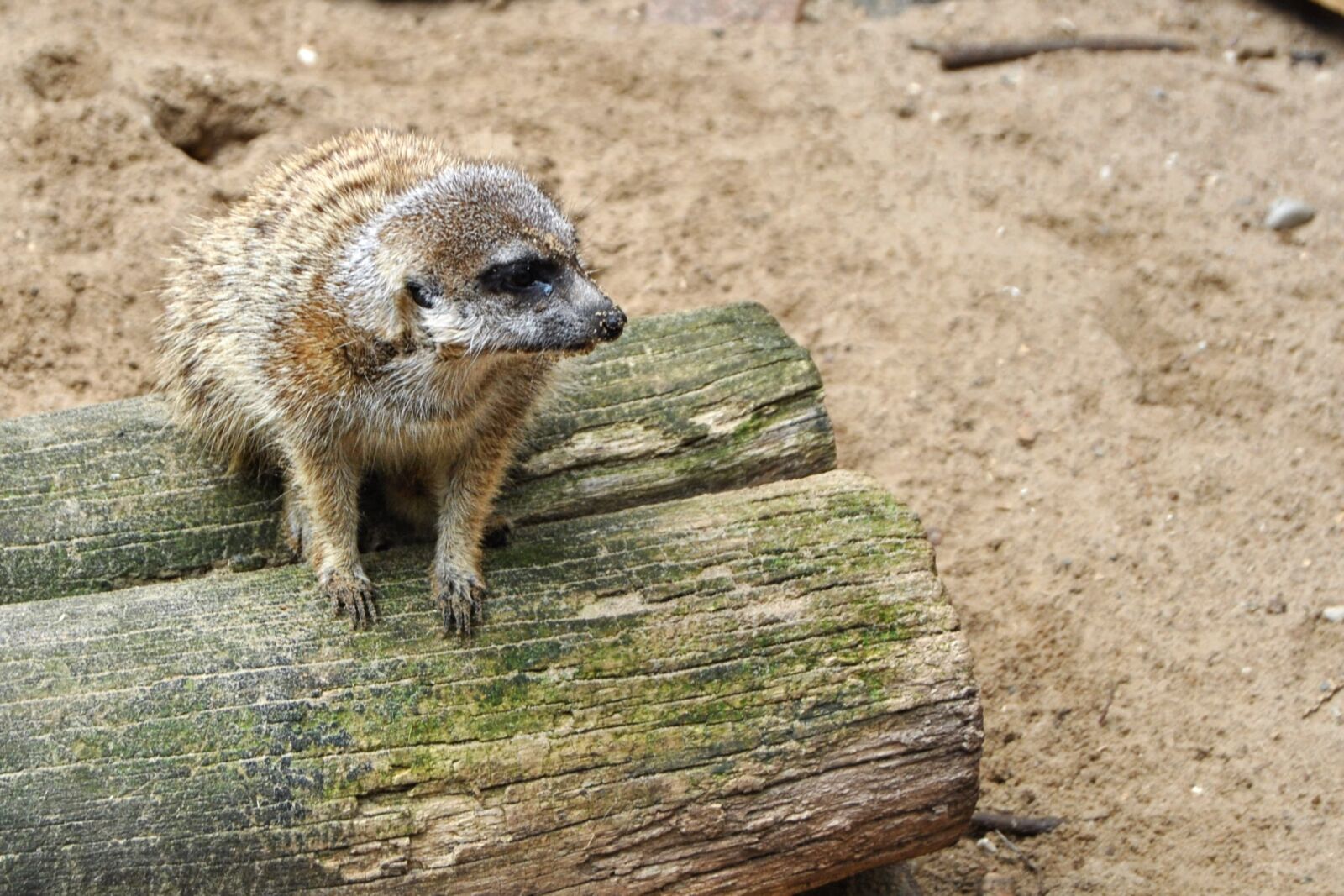 Nikon D3000 sample photo. Meerkat, log, animal photography