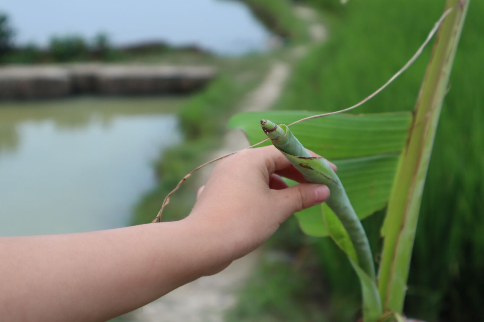 Canon EOS M50 (EOS Kiss M) sample photo. Hands, green shoots, peeled photography