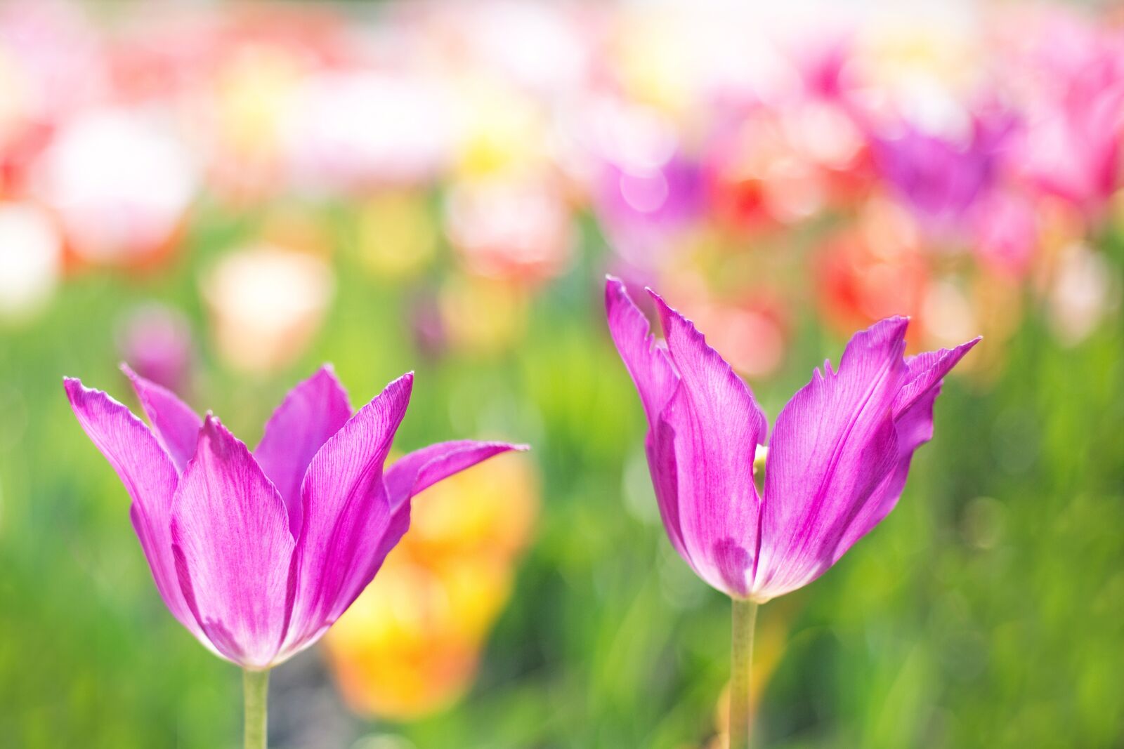 Canon EOS 5D Mark III sample photo. Tulips, pink, garden photography