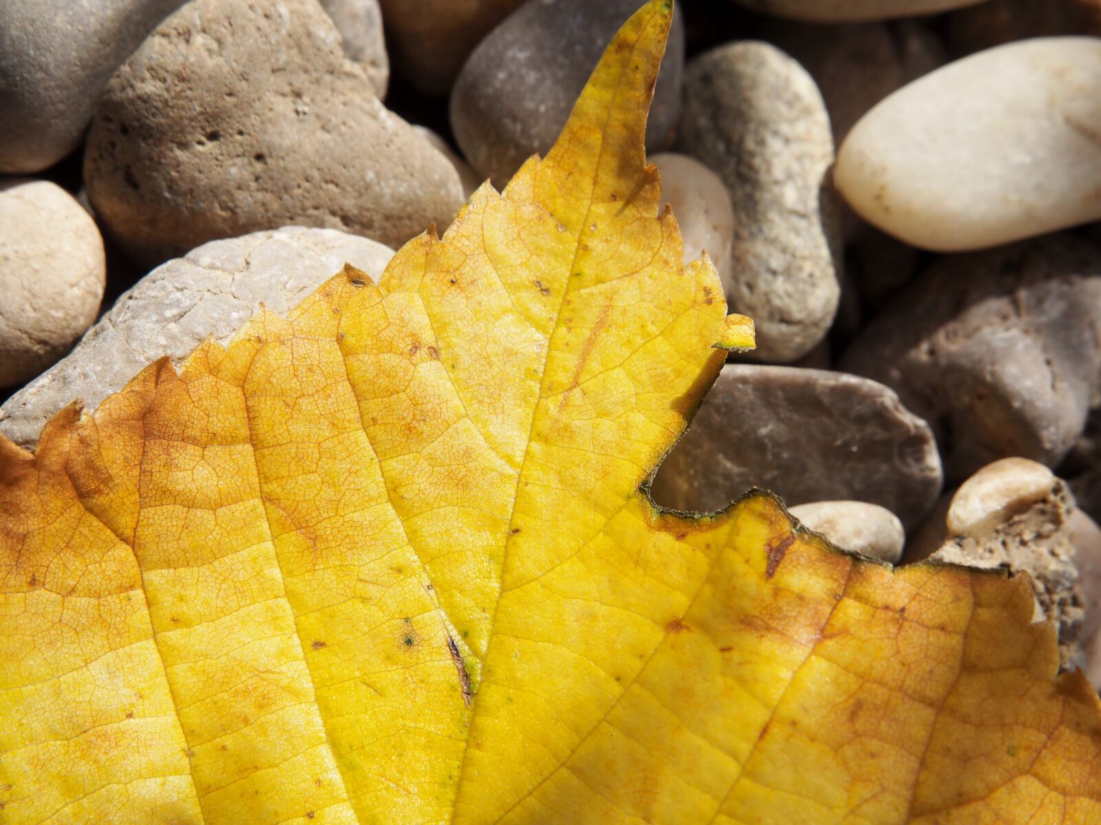 Olympus OM-D E-M10 sample photo. Leaf, autumn, yellow photography