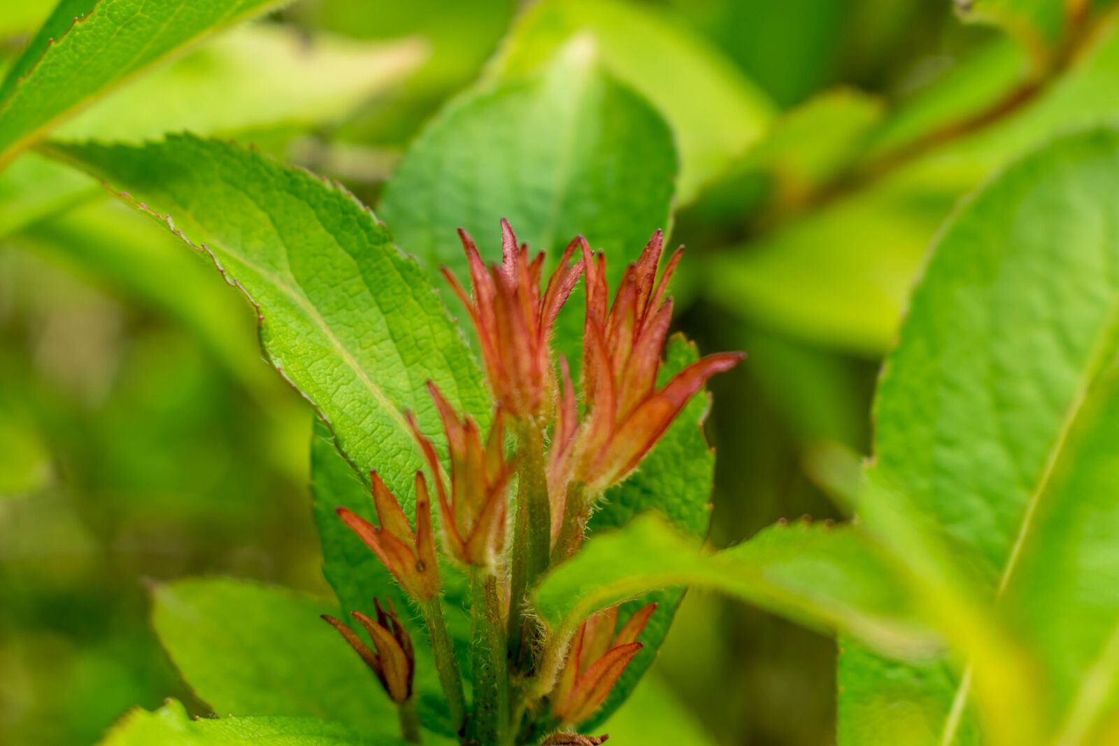 Nikon D5300 sample photo. Flourished, flower, plant photography