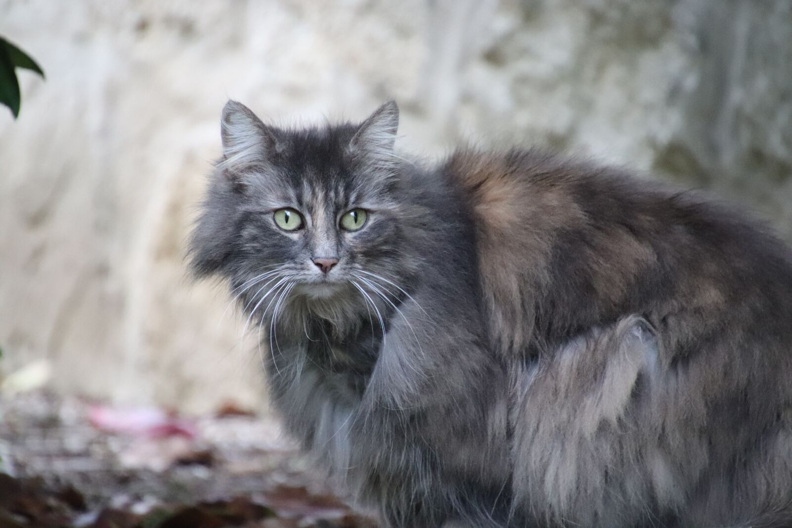 Canon EOS 800D (EOS Rebel T7i / EOS Kiss X9i) sample photo. Cat, angora, grey photography