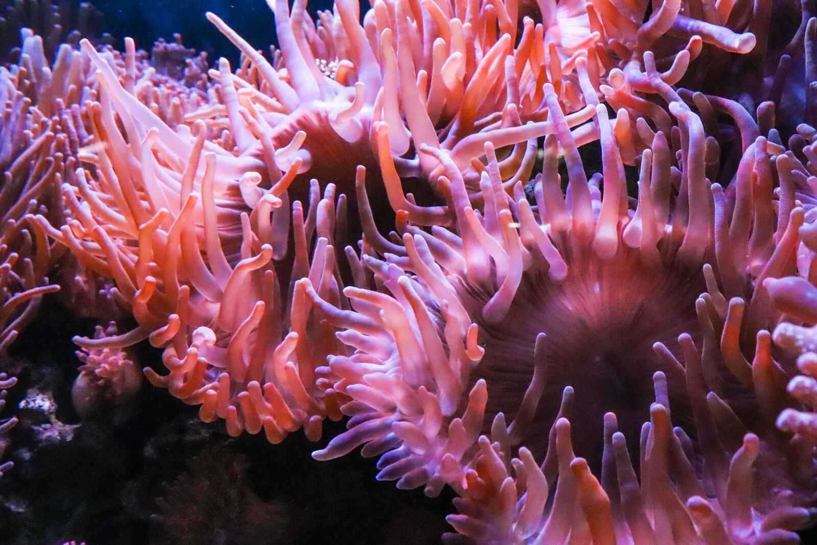 Canon EOS 77D (EOS 9000D / EOS 770D) sample photo. Anemone, fish, underwater photography