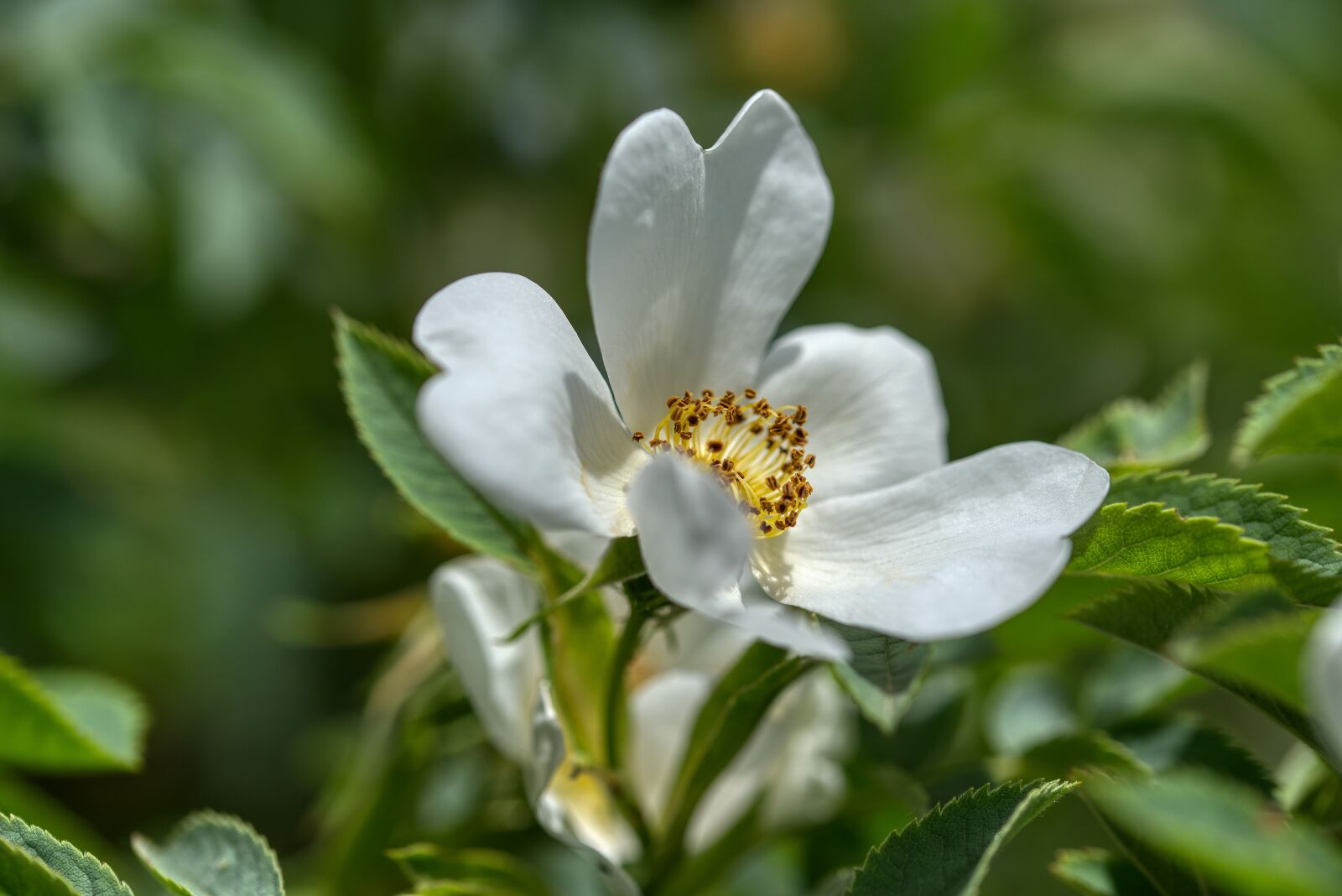 Nikon D750 sample photo. Evergreen rose, rosa sempervirens photography
