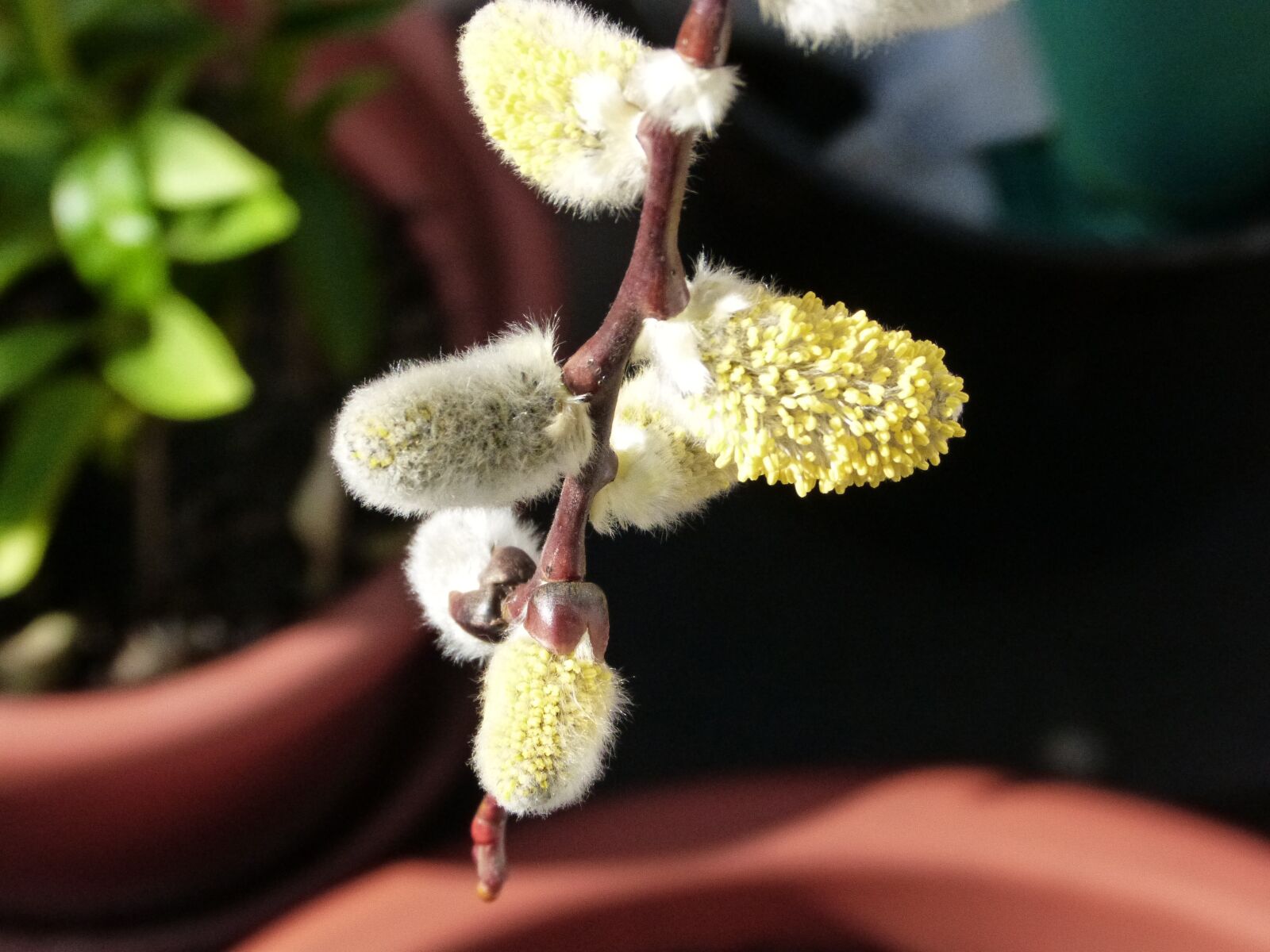 Panasonic DMC-FZ62 sample photo. Willow catkin, bush, nature photography