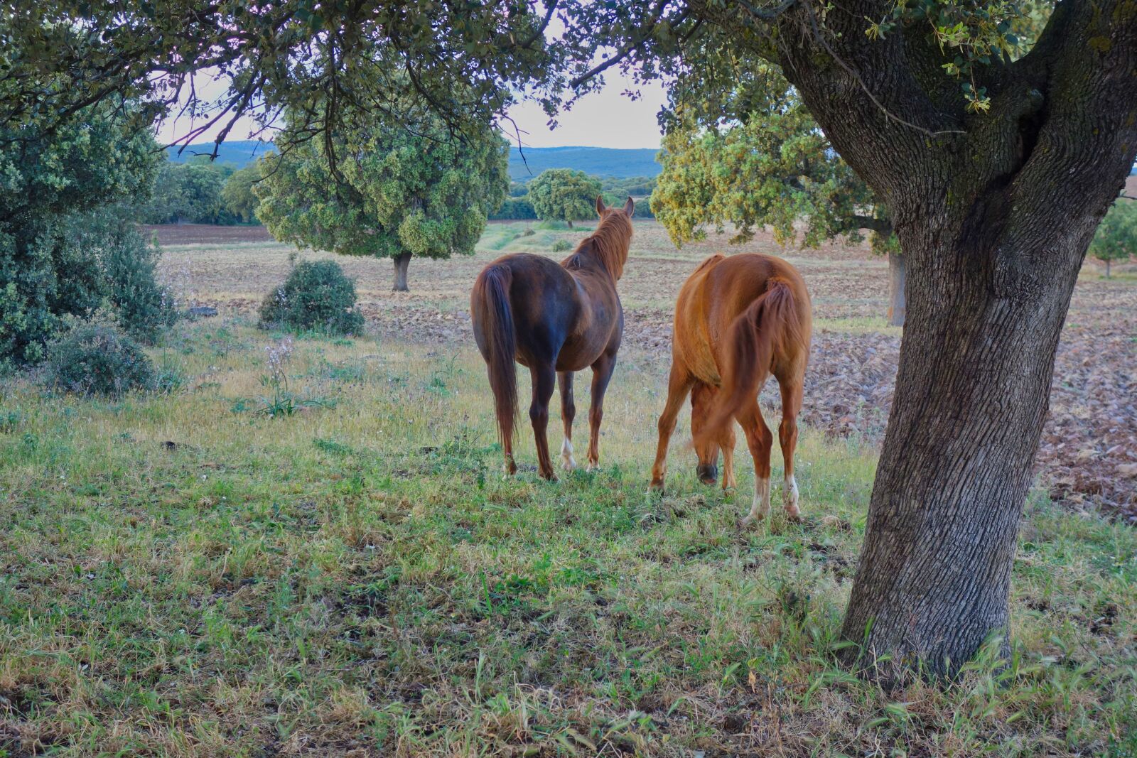 Sony Cyber-shot DSC-RX100 sample photo. Horses, field, oaks photography